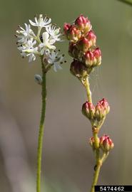   Inflorescence, infructescence:   Triantha glutinosa ; Photo by R. Routledge, Sault College, bugwood.org
